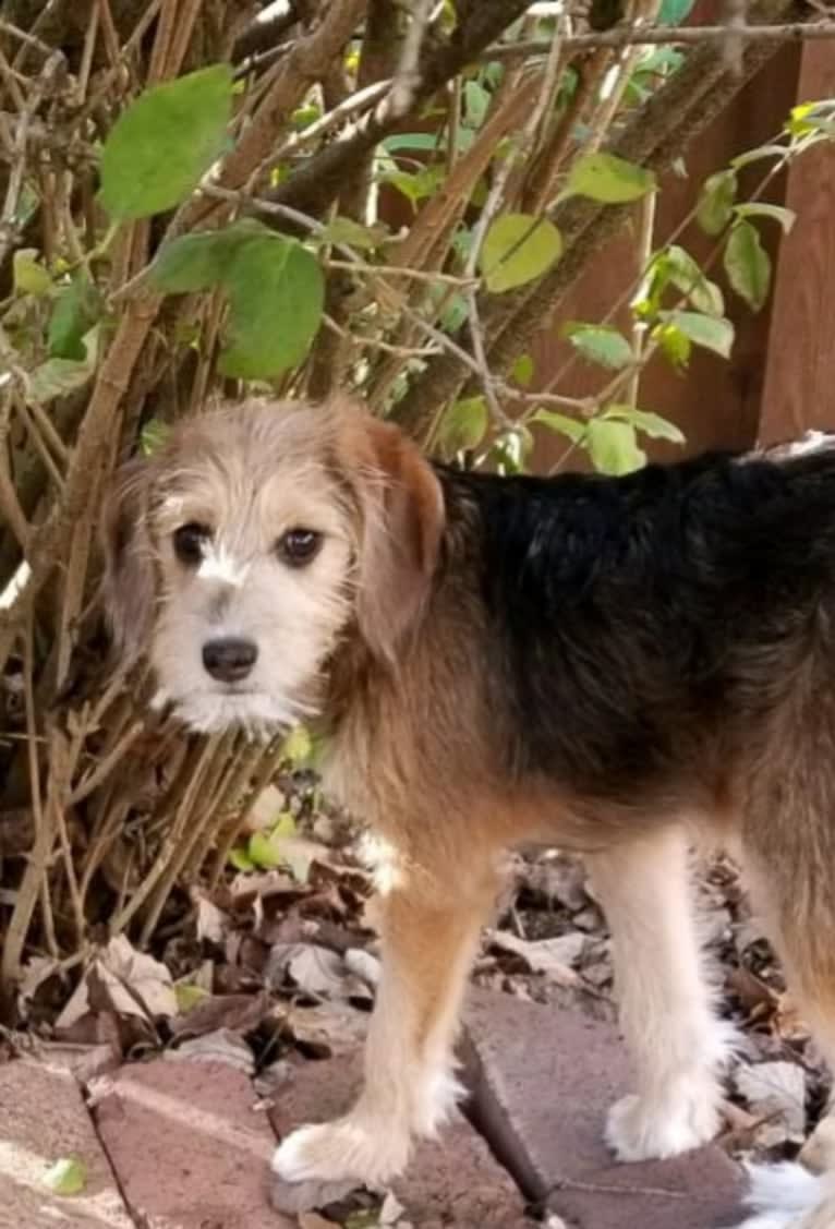 Gracie, a Beagle and Poodle (Small) mix tested with EmbarkVet.com