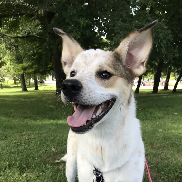 Millie, an Australian Cattle Dog and Great Pyrenees mix tested with EmbarkVet.com