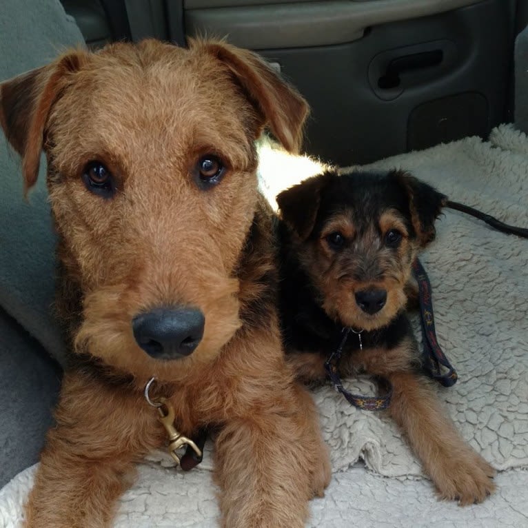 Kratos, an Airedale Terrier tested with EmbarkVet.com