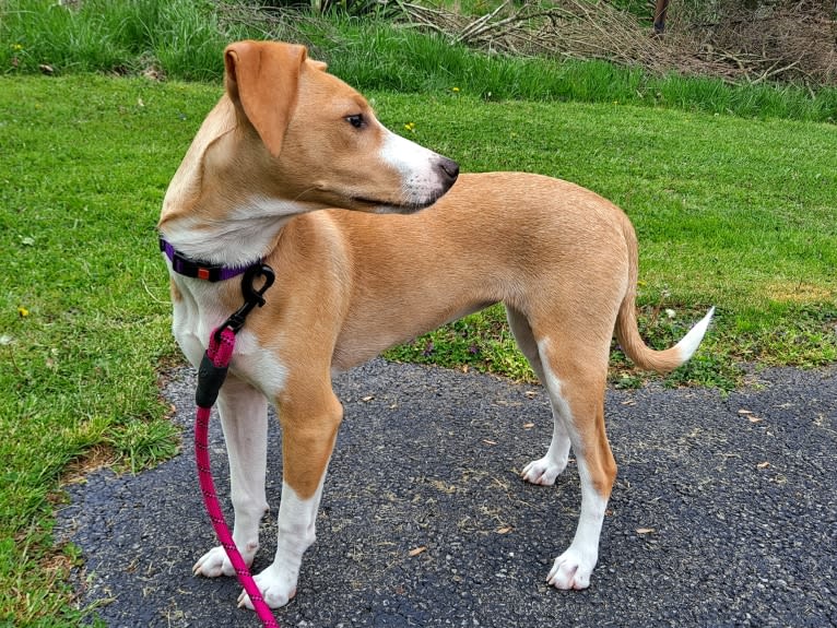 Stella, a Rat Terrier and Mountain Cur mix tested with EmbarkVet.com