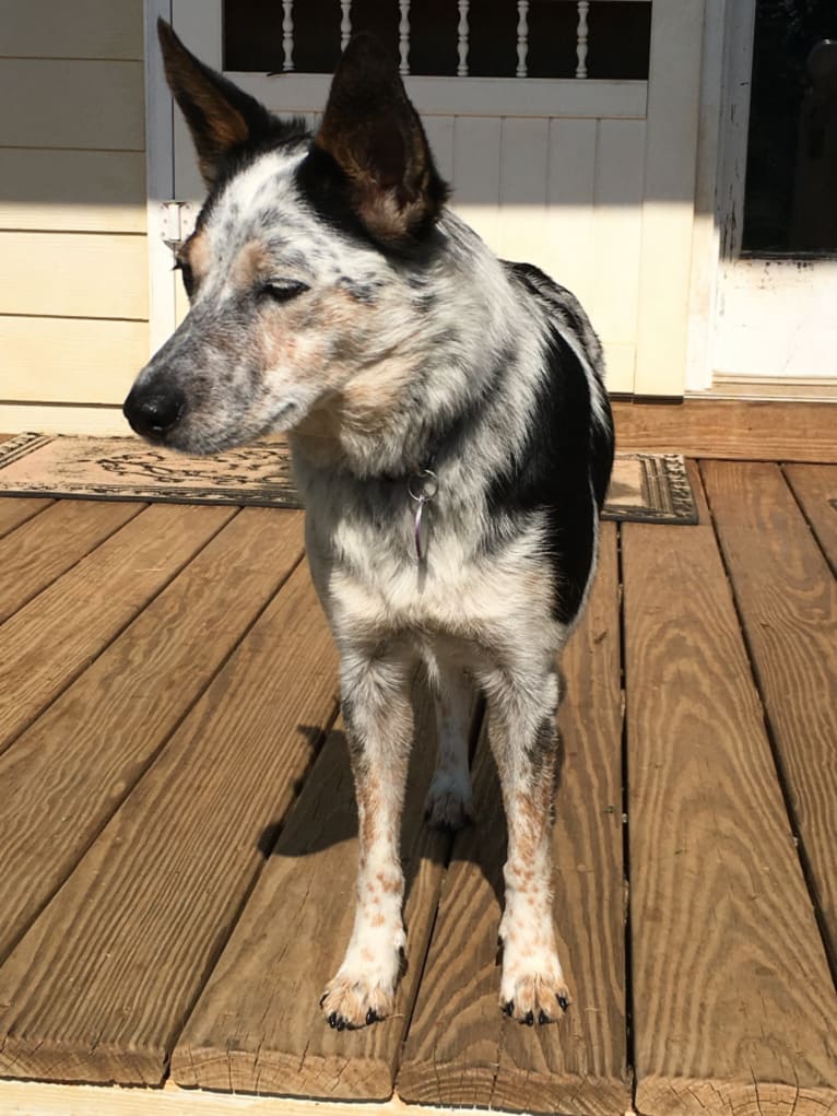 Belle, a Border Collie and Australian Cattle Dog mix tested with EmbarkVet.com