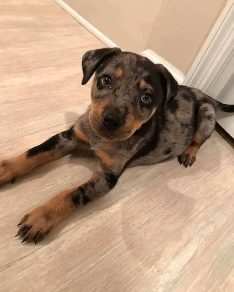 Rhett, a Catahoula Leopard Dog and Siberian Husky mix tested with EmbarkVet.com