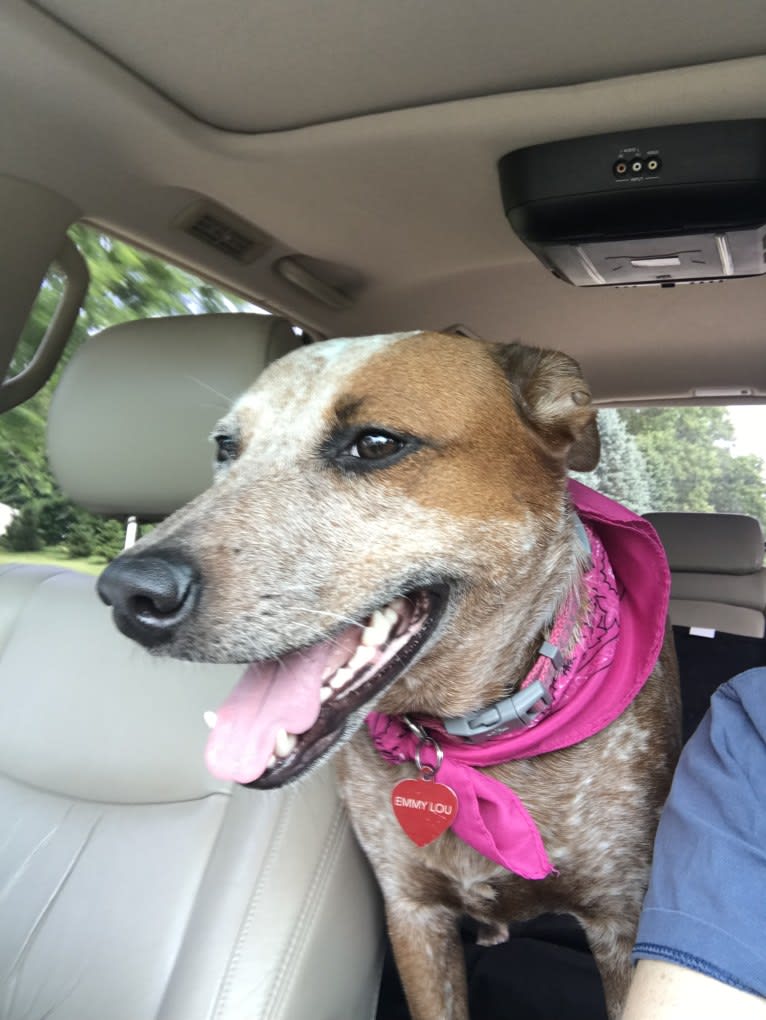 EmmyLou, an Australian Cattle Dog and American Pit Bull Terrier mix tested with EmbarkVet.com