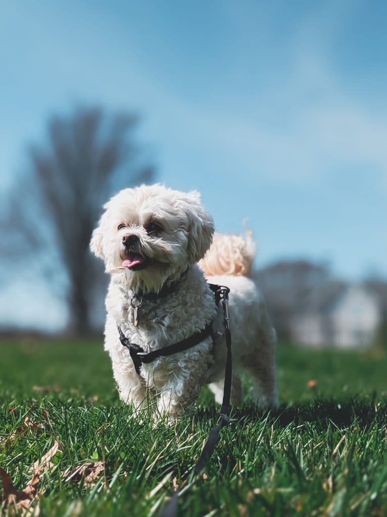 Leo, a Shihpoo (14.0% unresolved) tested with EmbarkVet.com