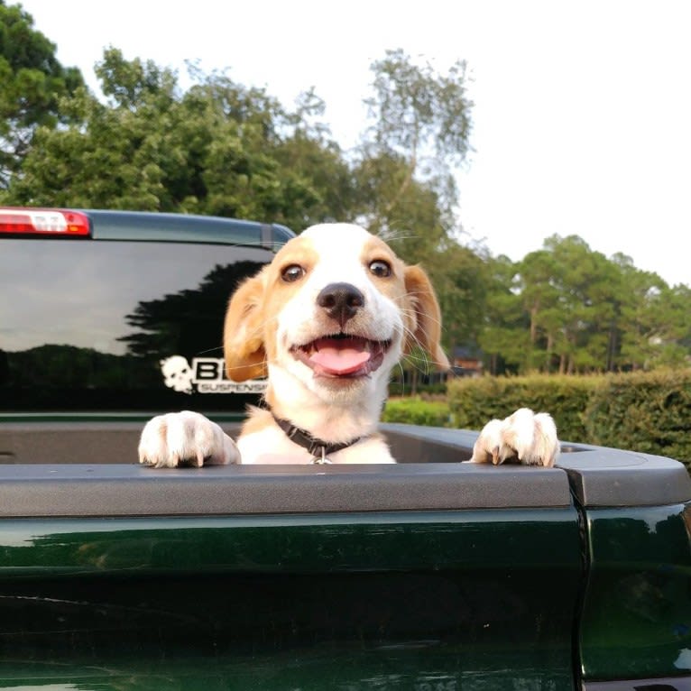 Langston Hughes, a Beagle and Australian Shepherd mix tested with EmbarkVet.com