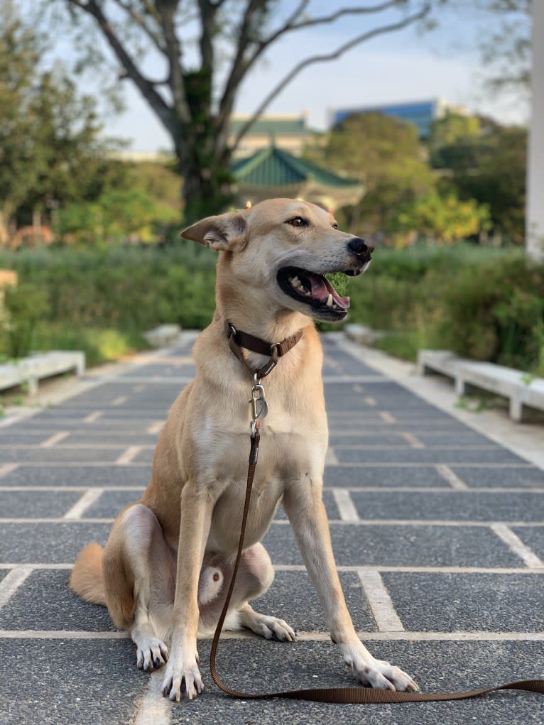 Becky, a Southeast Asian Village Dog tested with EmbarkVet.com