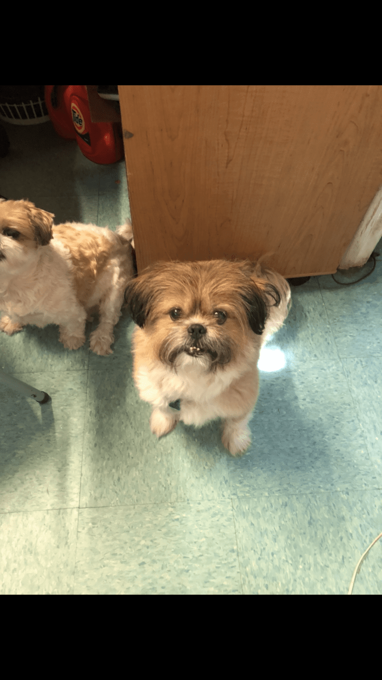 Chestnut, a Shih Tzu and Pomeranian mix tested with EmbarkVet.com