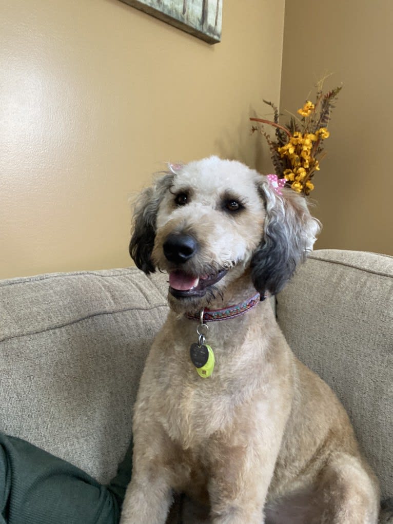 Molly, a Poodle (Standard) and Labrador Retriever mix tested with EmbarkVet.com