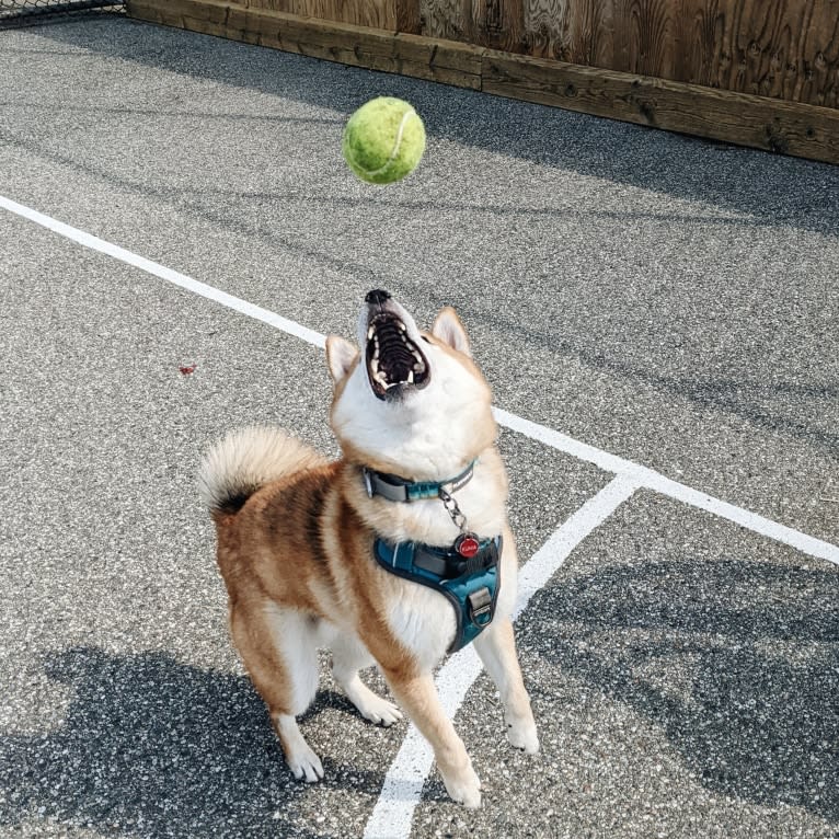 Kuma, a Shiba Inu tested with EmbarkVet.com