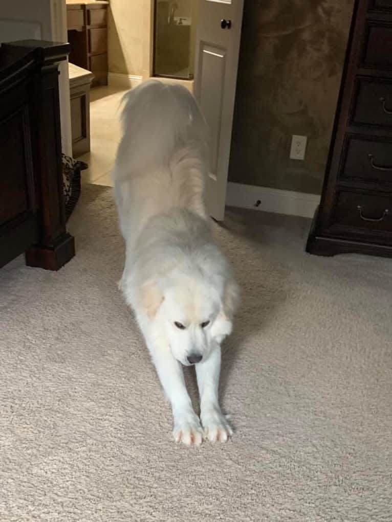 Ozzy, a Great Pyrenees tested with EmbarkVet.com