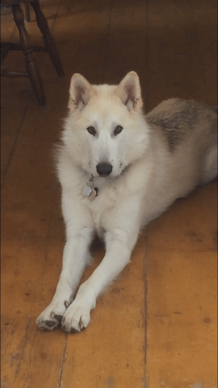 Hunter, an Alaskan Malamute and Greenland Dog mix tested with EmbarkVet.com