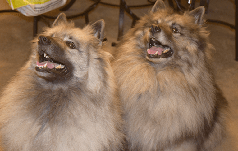 Cubby, a Keeshond tested with EmbarkVet.com