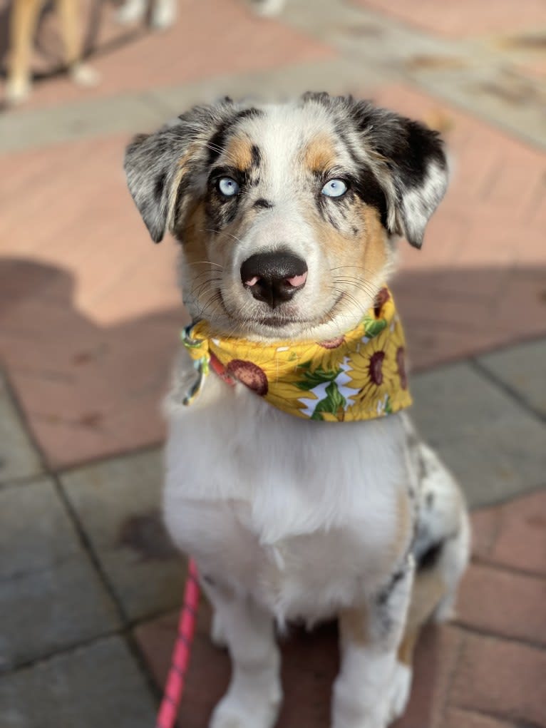 Stella, an Australian Shepherd tested with EmbarkVet.com