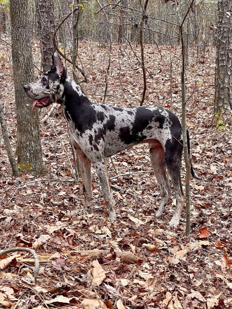 Baron, a Great Dane tested with EmbarkVet.com