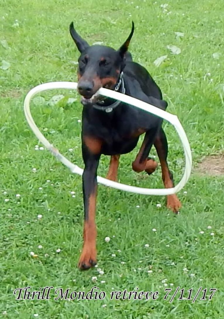 Thrill, a Doberman Pinscher tested with EmbarkVet.com