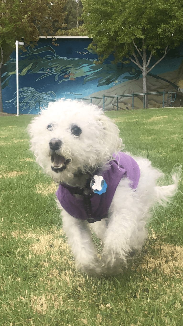 Lucy, a Poodle (Small) and Chihuahua mix tested with EmbarkVet.com