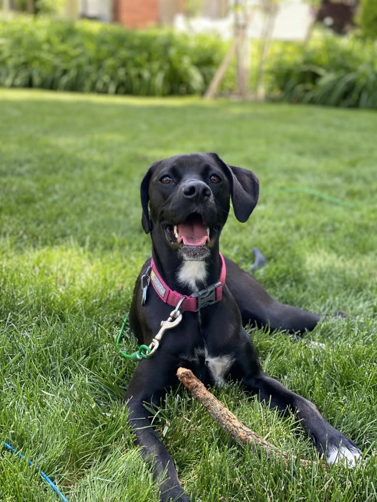 Scout, a Pointer and Boston Terrier mix tested with EmbarkVet.com