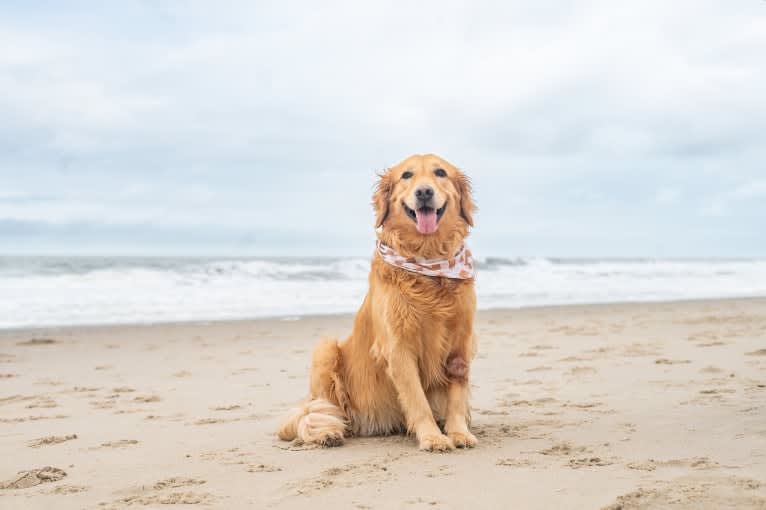 Marley, a Golden Retriever tested with EmbarkVet.com