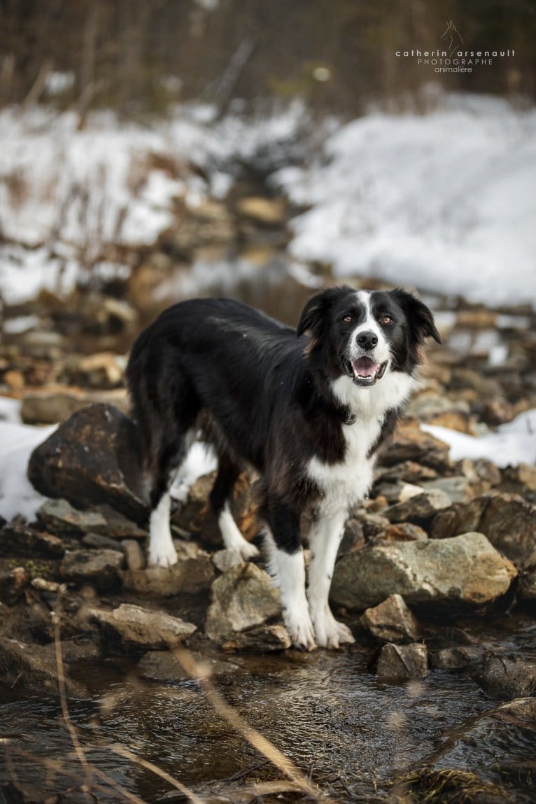 Phénix, a Border Collie and Boxer mix tested with EmbarkVet.com