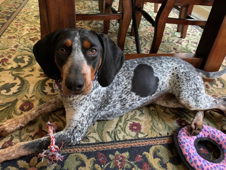 Tessa, a Bluetick Coonhound tested with EmbarkVet.com