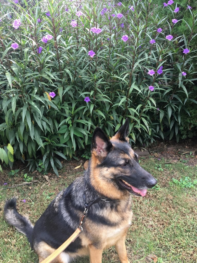 Daisy, a German Shepherd Dog tested with EmbarkVet.com