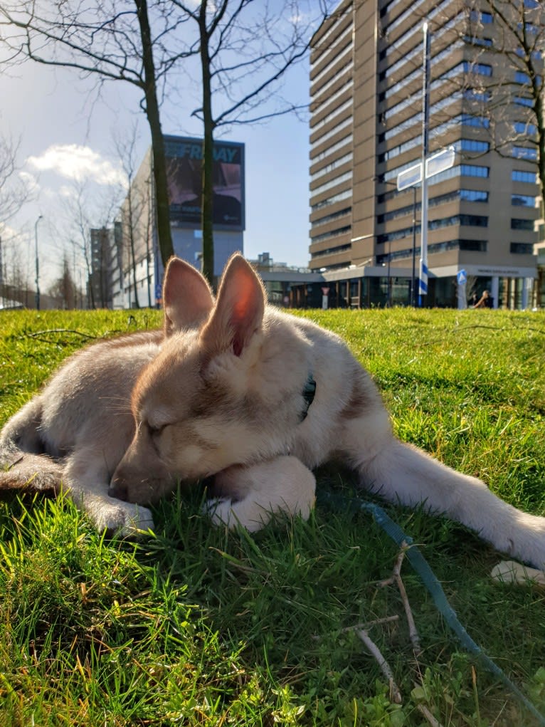 Indy (Roku), a Saarloos Wolfdog and Norwegian Elkhound mix tested with EmbarkVet.com