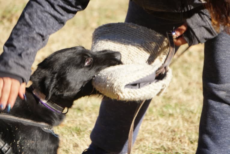 Vaatu, a Black Russian Terrier and Belgian Malinois mix tested with EmbarkVet.com