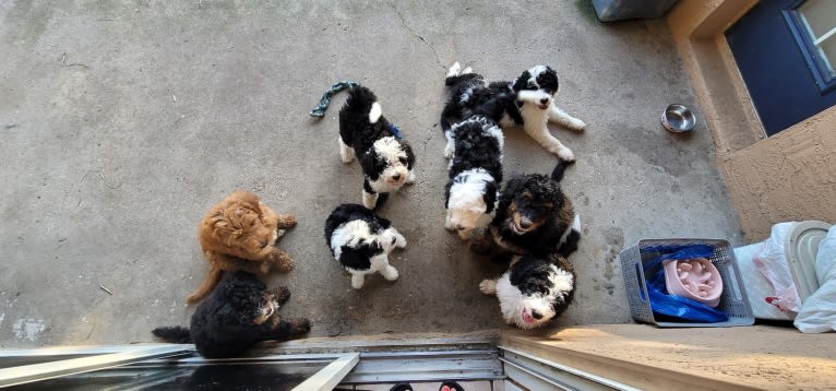 Ferdinand, a Bernedoodle tested with EmbarkVet.com