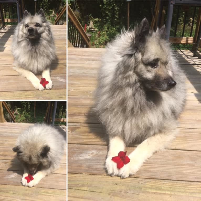 Cubby, a Keeshond tested with EmbarkVet.com