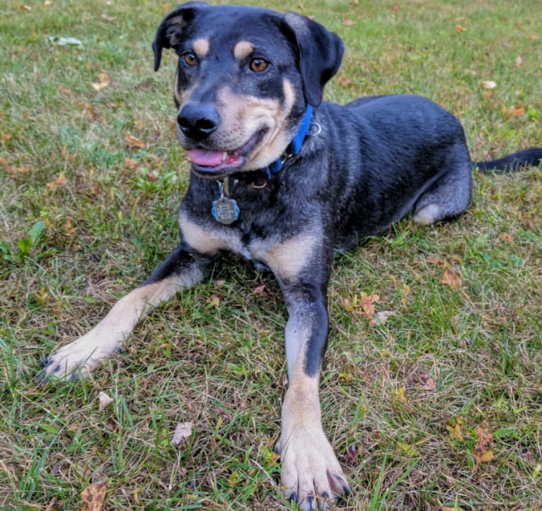 River, a Catahoula Leopard Dog and Labrador Retriever mix tested with EmbarkVet.com