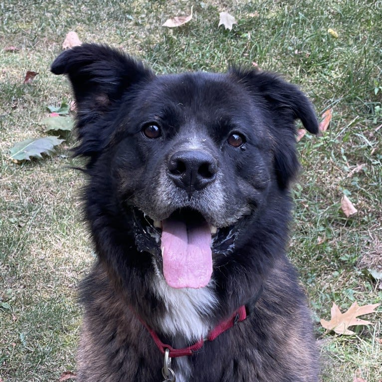 Samson, an American Pit Bull Terrier and German Shepherd Dog mix tested with EmbarkVet.com