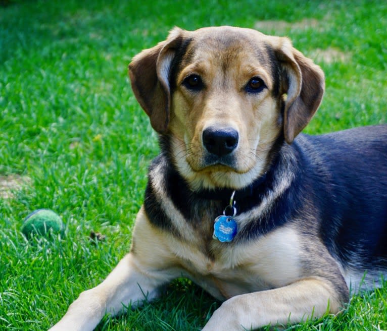 May, a Labrador Retriever and Rottweiler mix tested with EmbarkVet.com