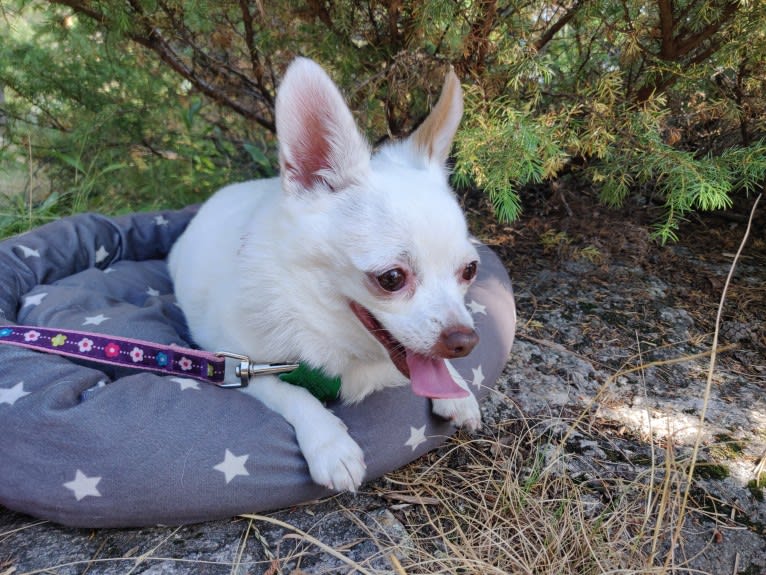 Hannah Joy, a Chihuahua and Papillon mix tested with EmbarkVet.com