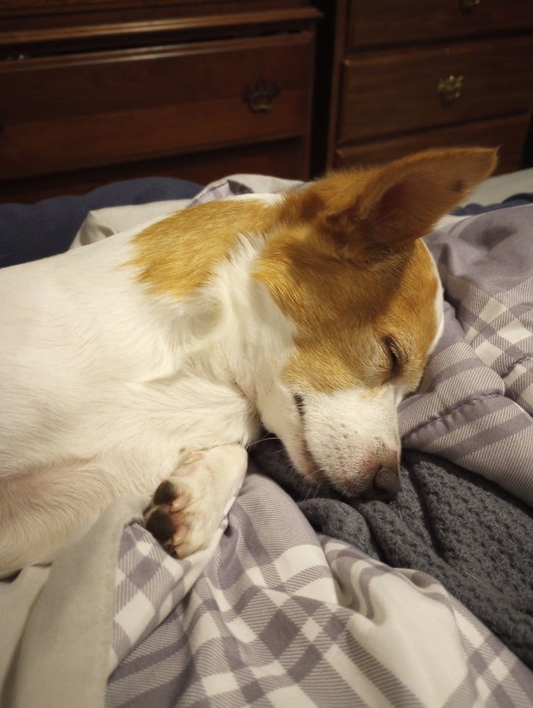 Daisy, a Chihuahua and Rat Terrier mix tested with EmbarkVet.com