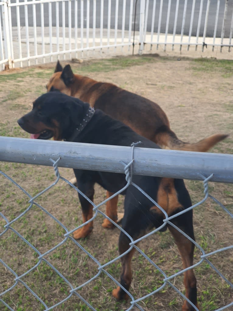 Sky, a Rottweiler tested with EmbarkVet.com