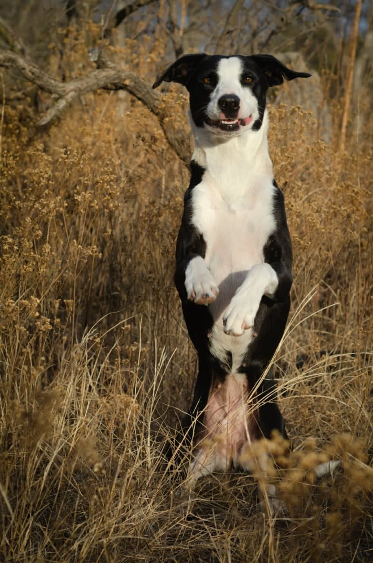 Rozyn, a Border Collie and American Pit Bull Terrier mix tested with EmbarkVet.com