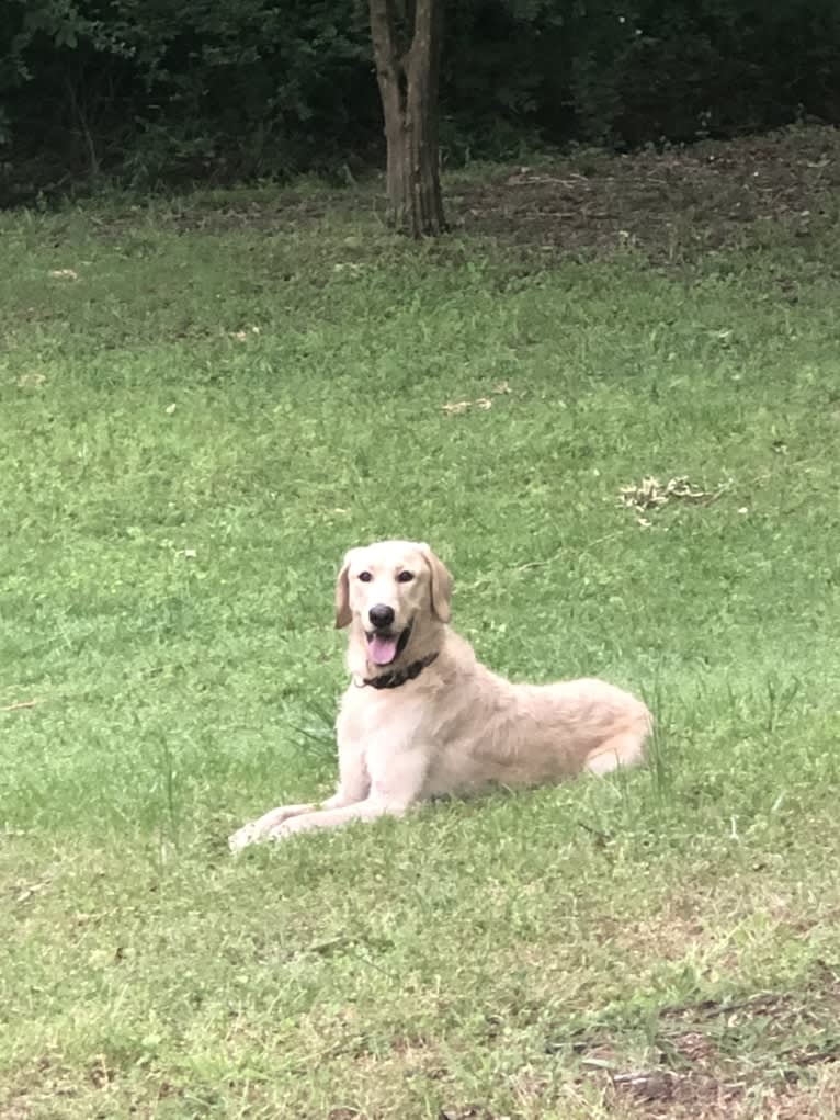 Winston, a Labradoodle tested with EmbarkVet.com