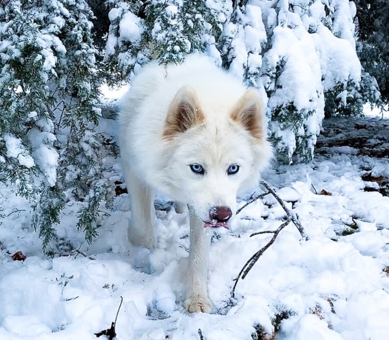 Aspen, a Siberian Husky tested with EmbarkVet.com