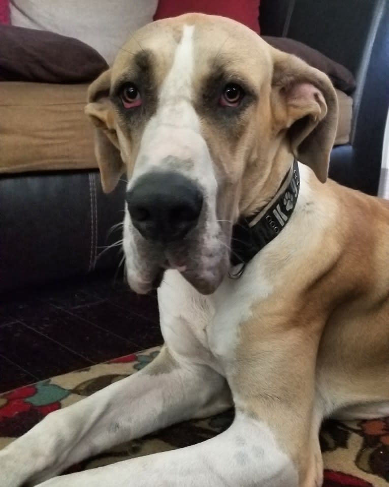 RGD's Roman Royal, a Great Dane tested with EmbarkVet.com