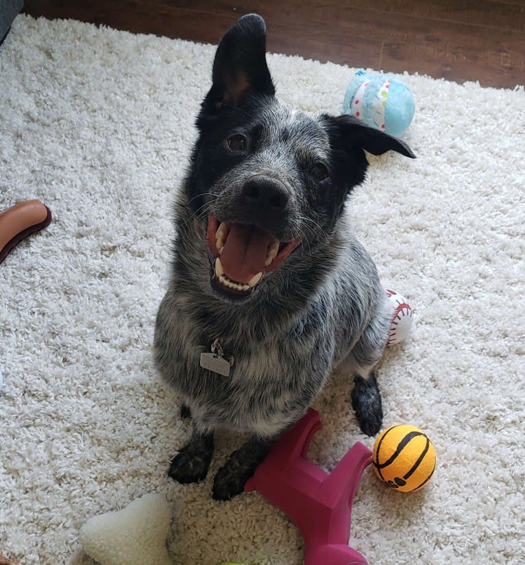 Apollo, a Border Collie and Australian Cattle Dog mix tested with EmbarkVet.com