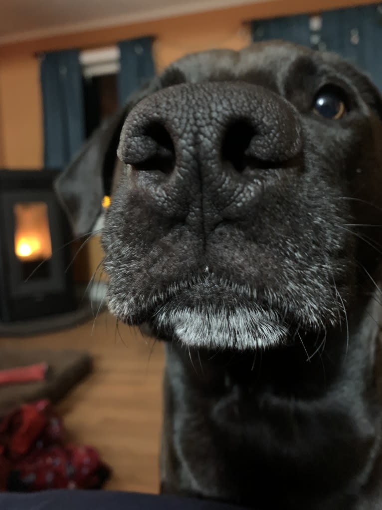 Finn, an American Pit Bull Terrier and Labrador Retriever mix tested with EmbarkVet.com