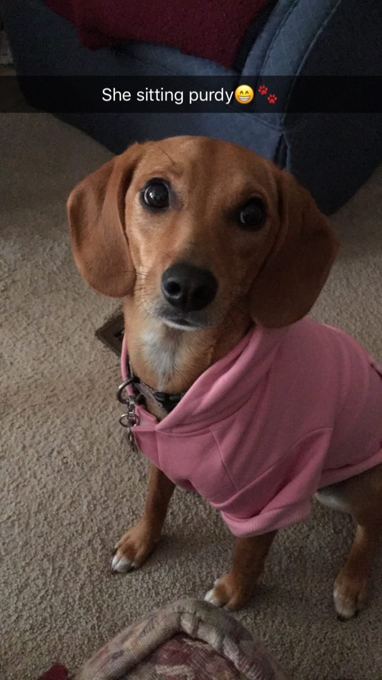 Roxy, a Beagle and Chihuahua mix tested with EmbarkVet.com
