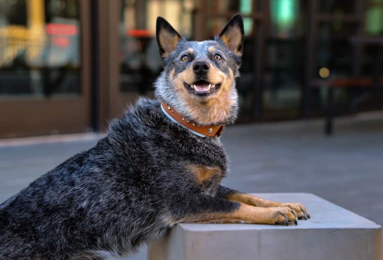 Malibu, an Australian Cattle Dog tested with EmbarkVet.com