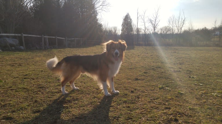 Buddy, a German Shepherd Dog and Collie mix tested with EmbarkVet.com