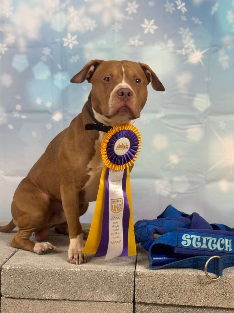 Stitch, an American Pit Bull Terrier tested with EmbarkVet.com