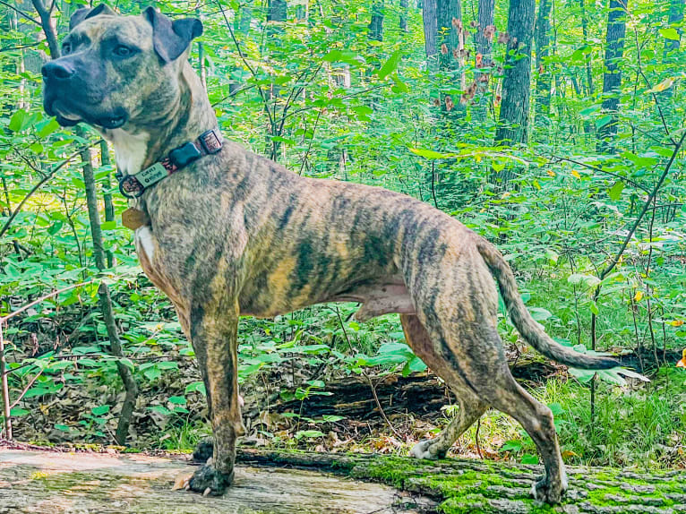 Tiger, an American Pit Bull Terrier tested with EmbarkVet.com