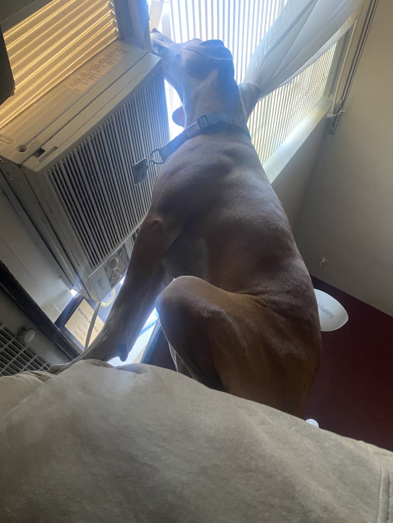 Rook Williams, a Basenji and American English Coonhound mix tested with EmbarkVet.com