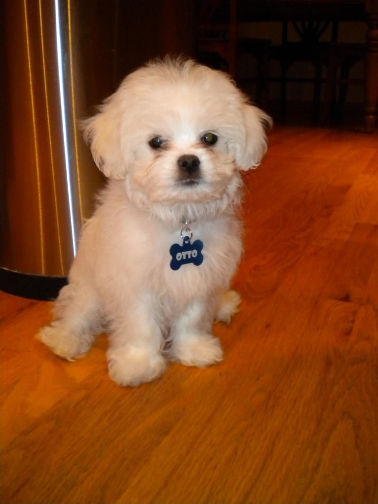 Otto von Bisbark (Otto), a Poodle (Small) and Shih Tzu mix tested with EmbarkVet.com