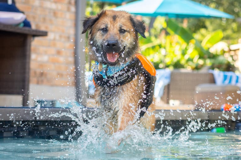Journey, a Chinese Village Dog tested with EmbarkVet.com