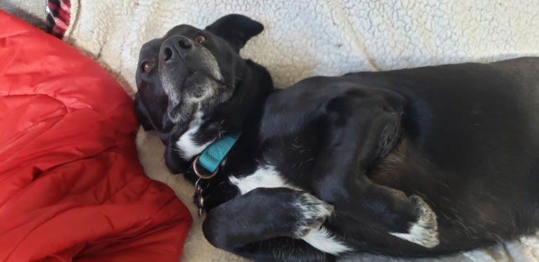 Jack, a Rottweiler and Border Collie mix tested with EmbarkVet.com